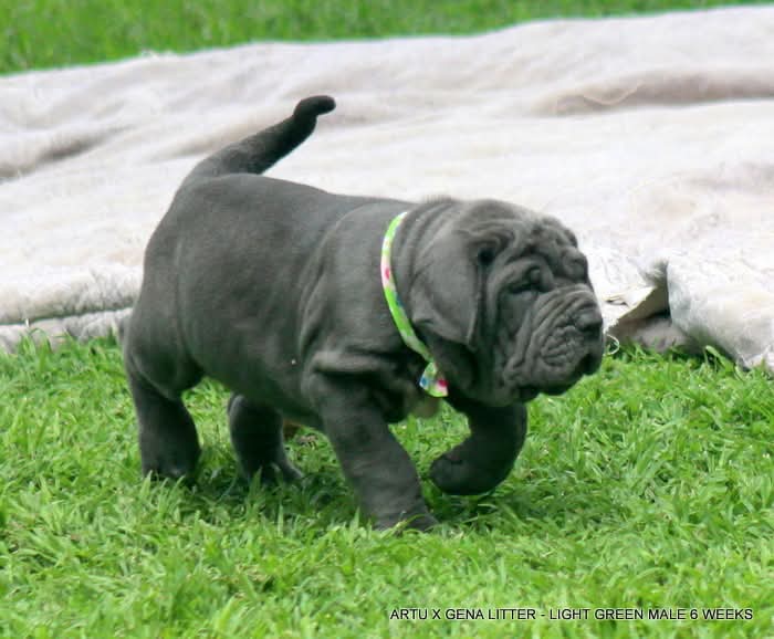 Gorgeous Neopolitan mastiff puppies available | Junk Mail Marketplace