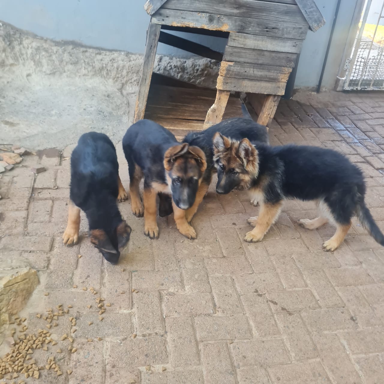 Pure breed German shepherd puppies for sale | Junk Mail Marketplace