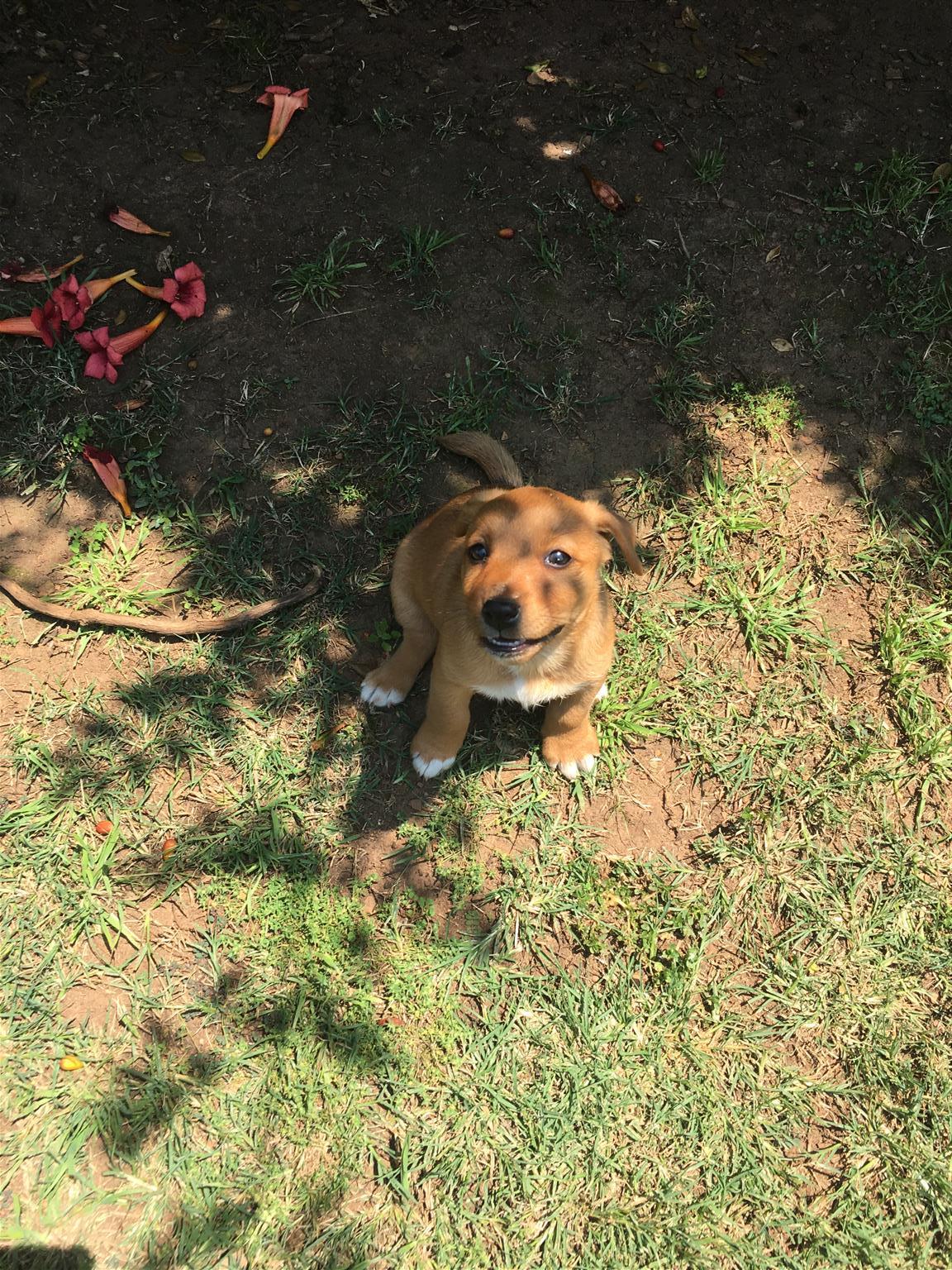 jack russell x yorkie puppies for sale