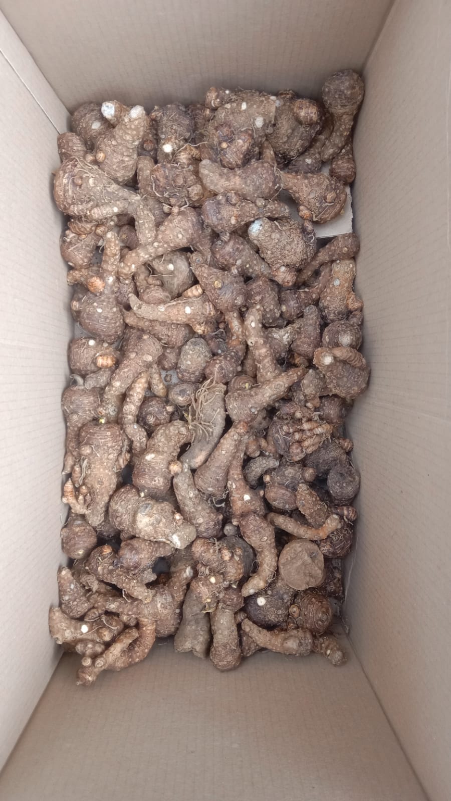 White Arum Lilly bulbs also known as Varkore | Junk Mail Marketplace