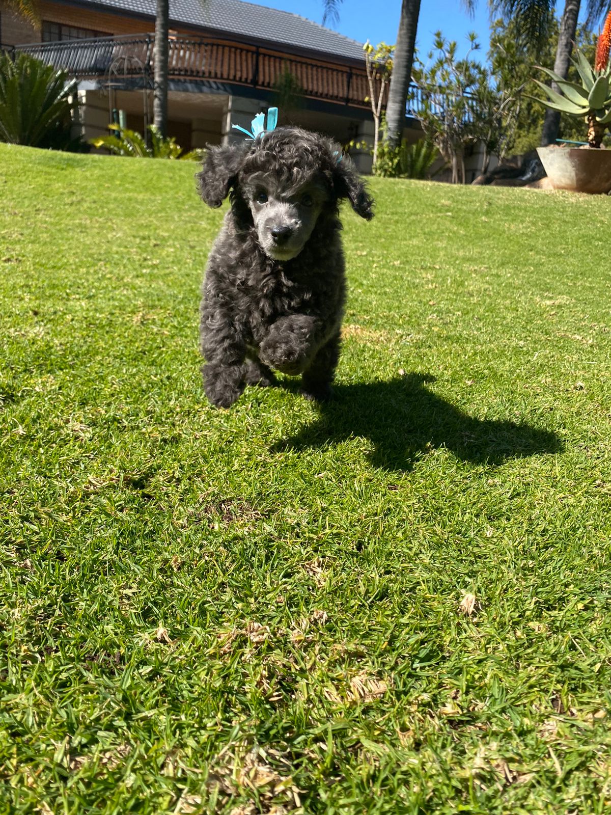French Poodle Puppy for Sale, Male, Grey , Minature