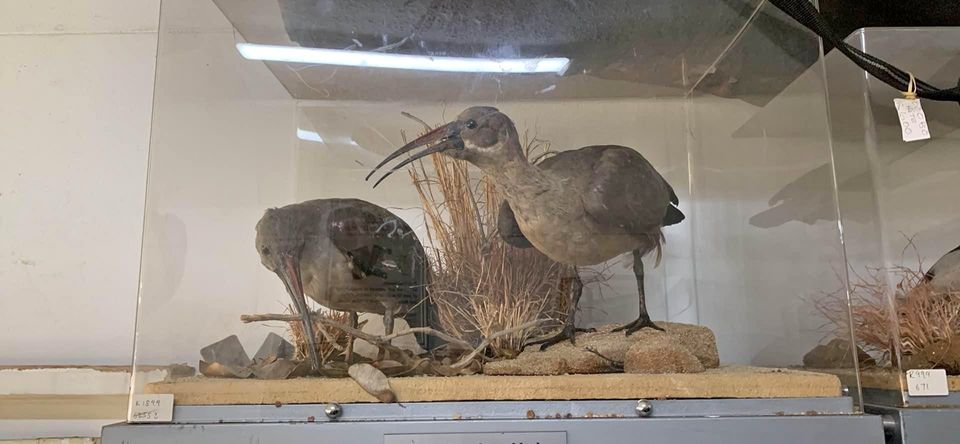 Ornament hadeda ibis