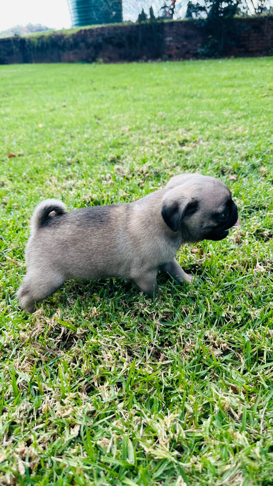 Pug puppies | Junk Mail Marketplace