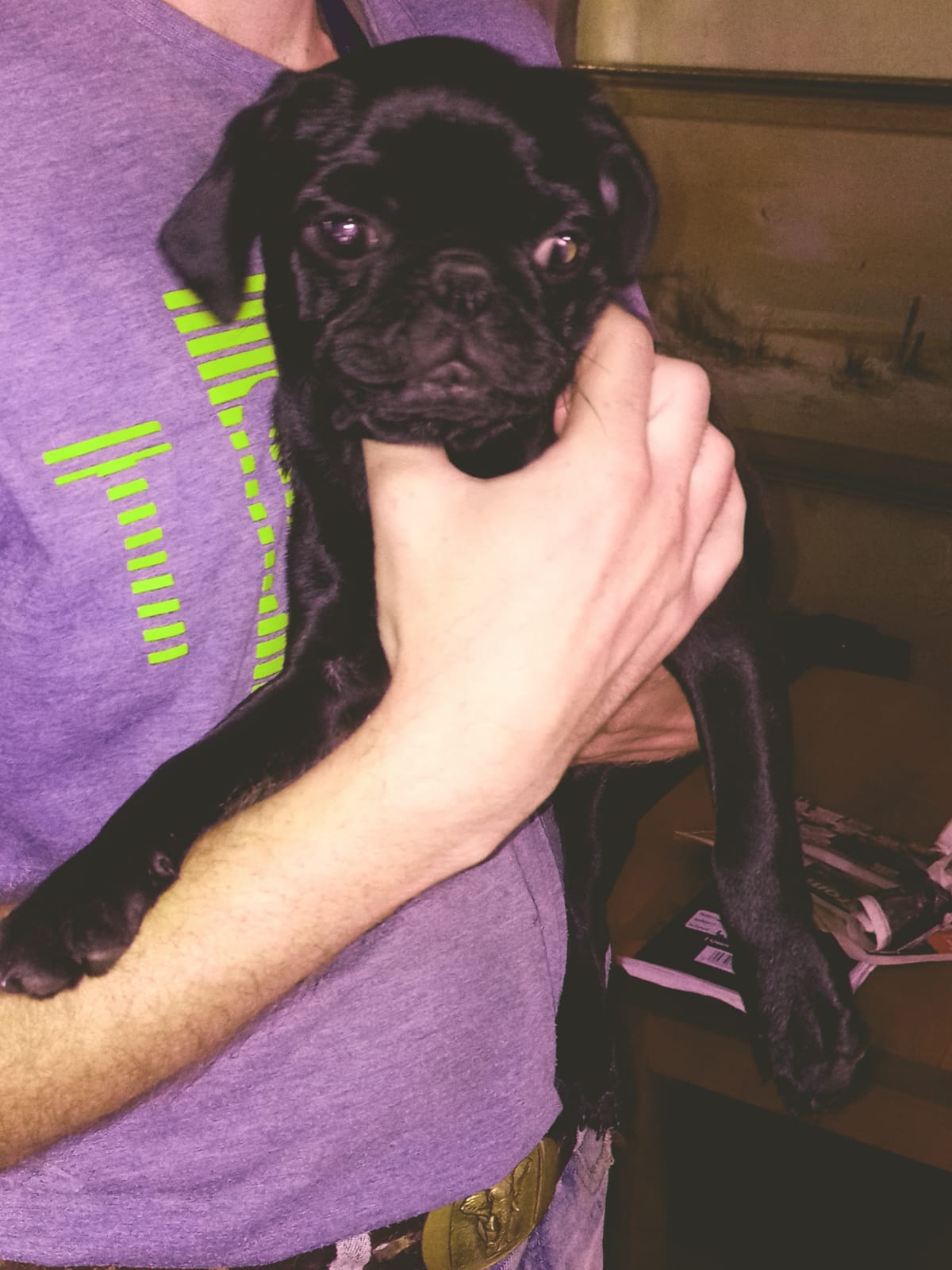 what shots do pug puppies need