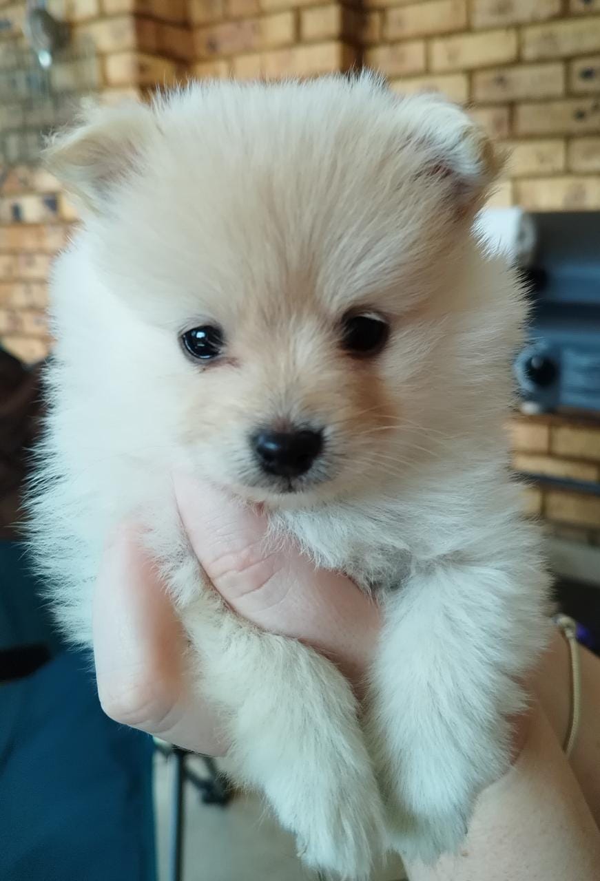 4 week old pomeranian 2024 puppies