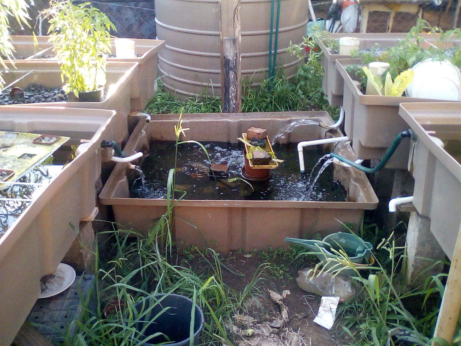 Fully functional Complete Aquaponics System