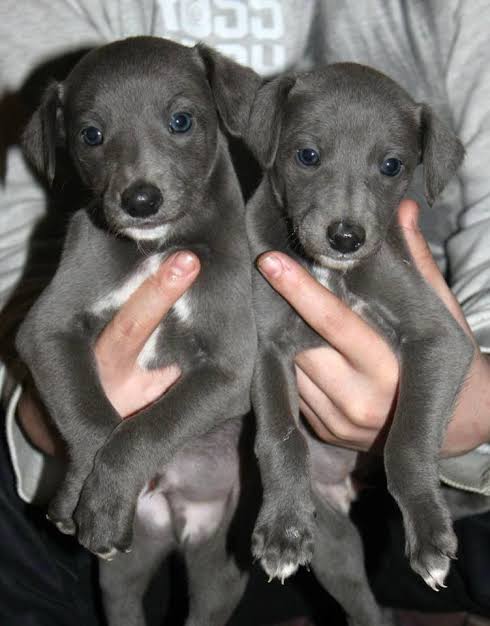 whippet puppies