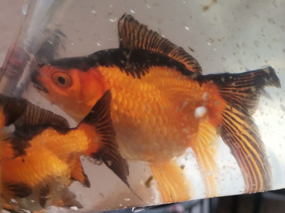 FANTAIL GOLDFISH - Starting from R40