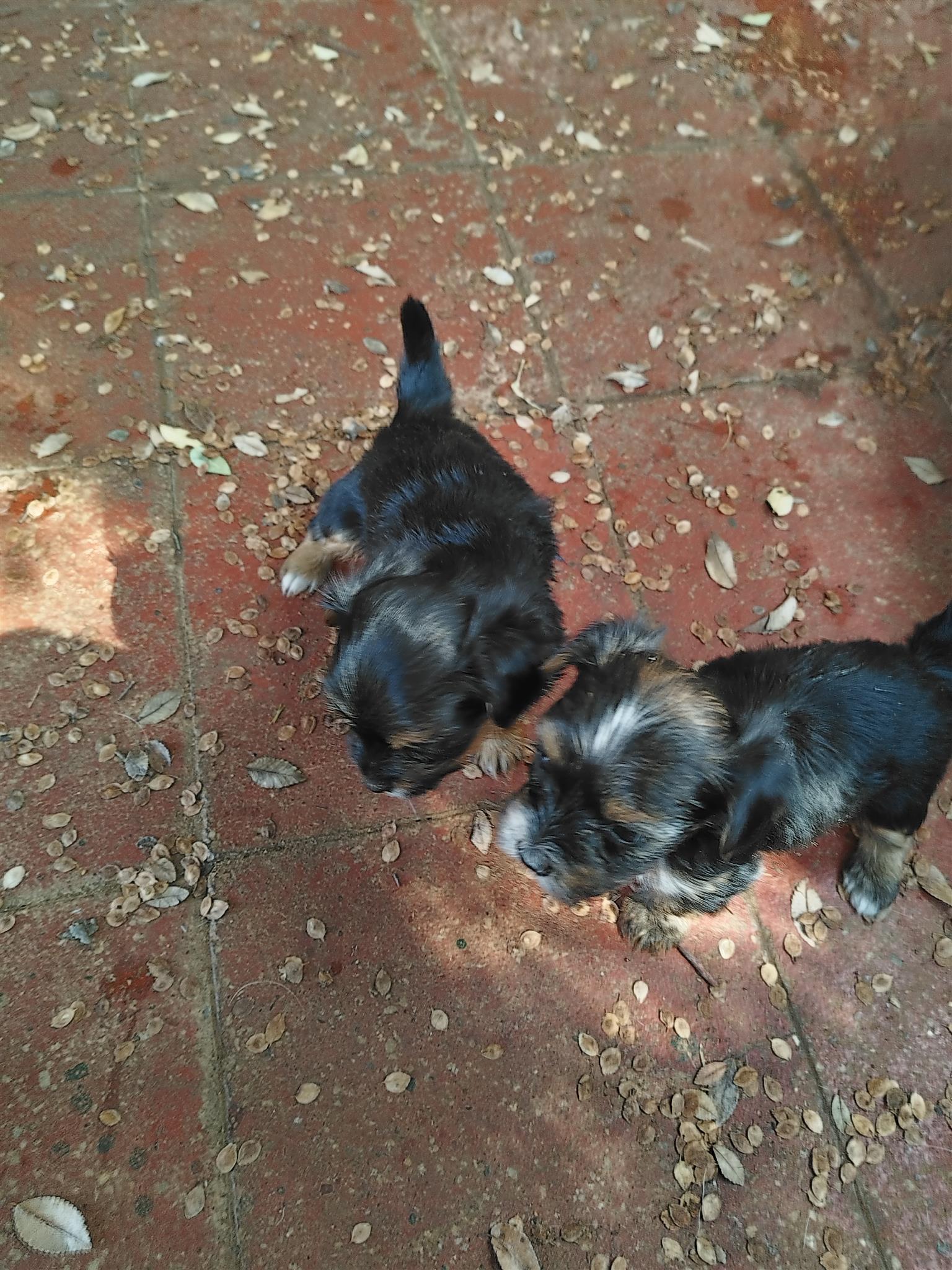 Beautiful yorkies available they are 8 weeks and is dewurmd healthy ...