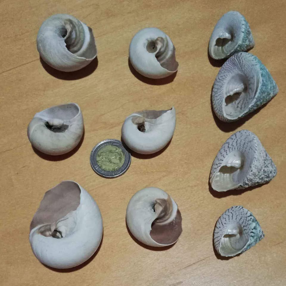 Ten Empty Sea Shells