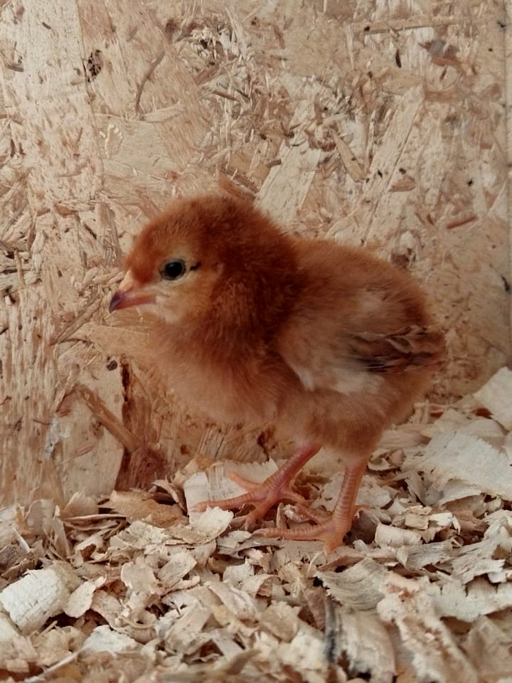 Rhode Island Red Chicks | Junk Mail Marketplace