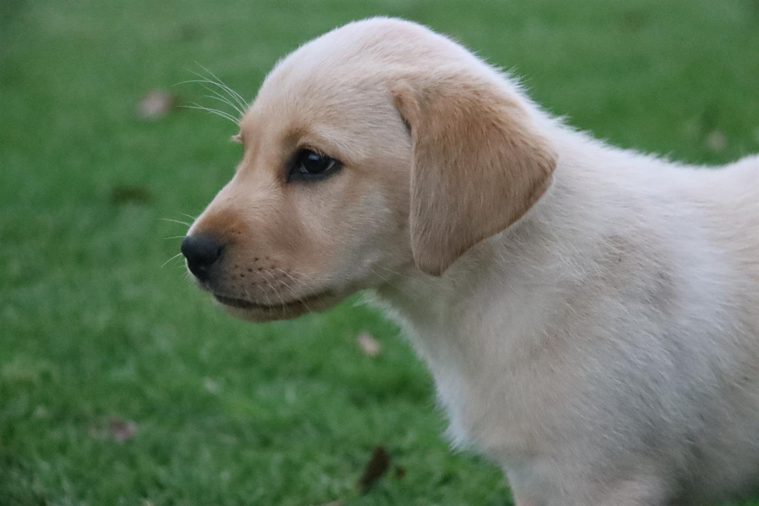 Pure bred labrador puppies | Junk Mail Marketplace