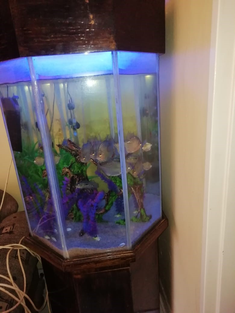 200l fish tank