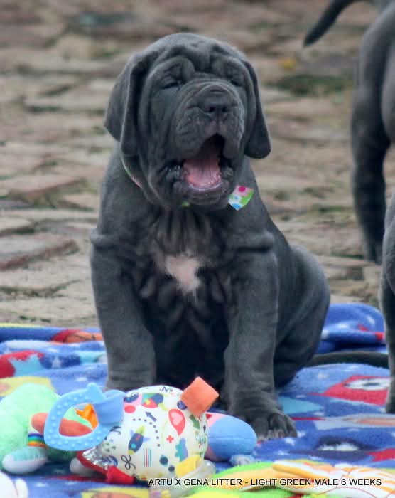 Gorgeous Neopolitan mastiff puppies available | Junk Mail Marketplace