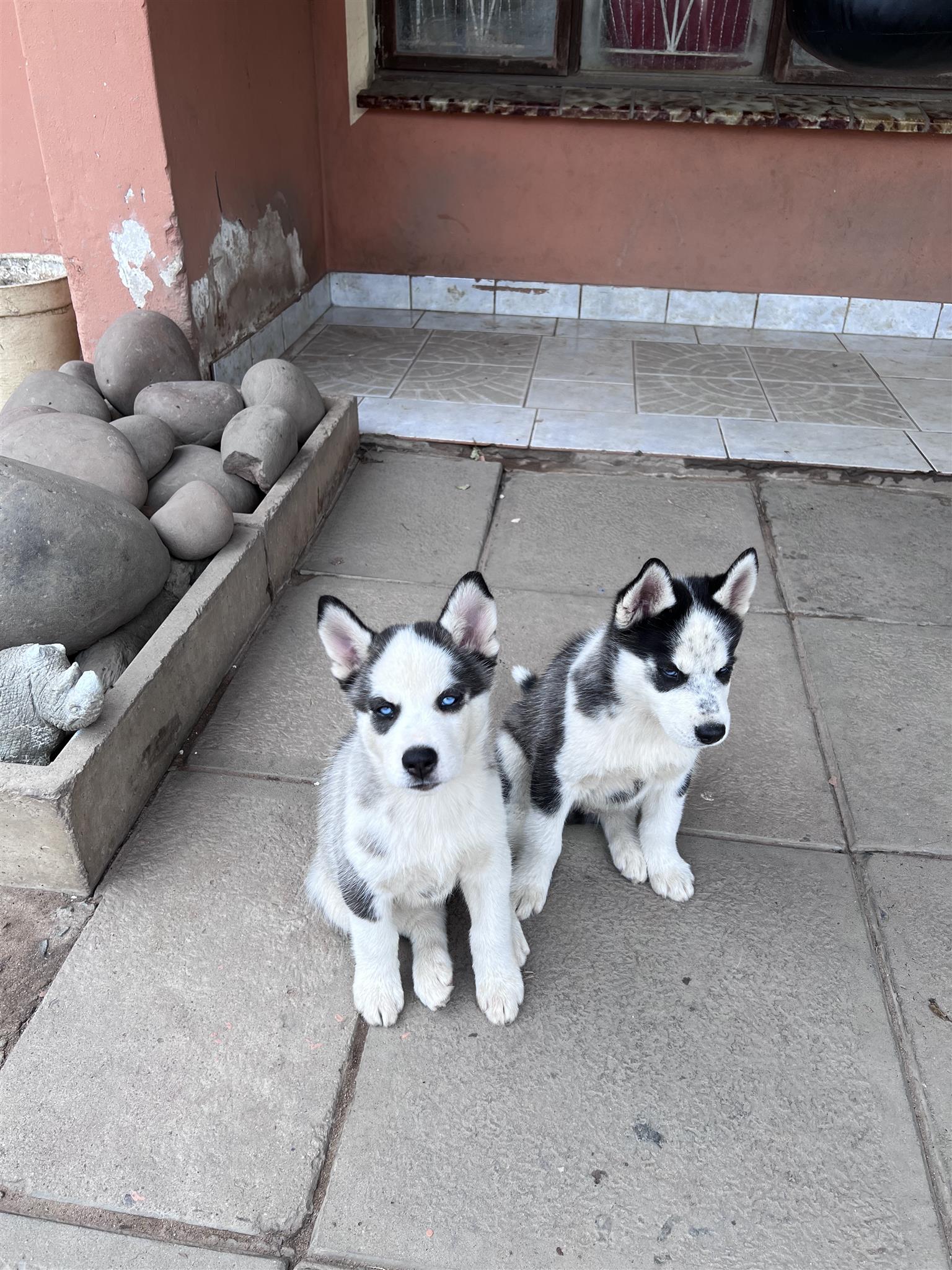 Pure Bred Siberian Husky Puppies Junk Mail