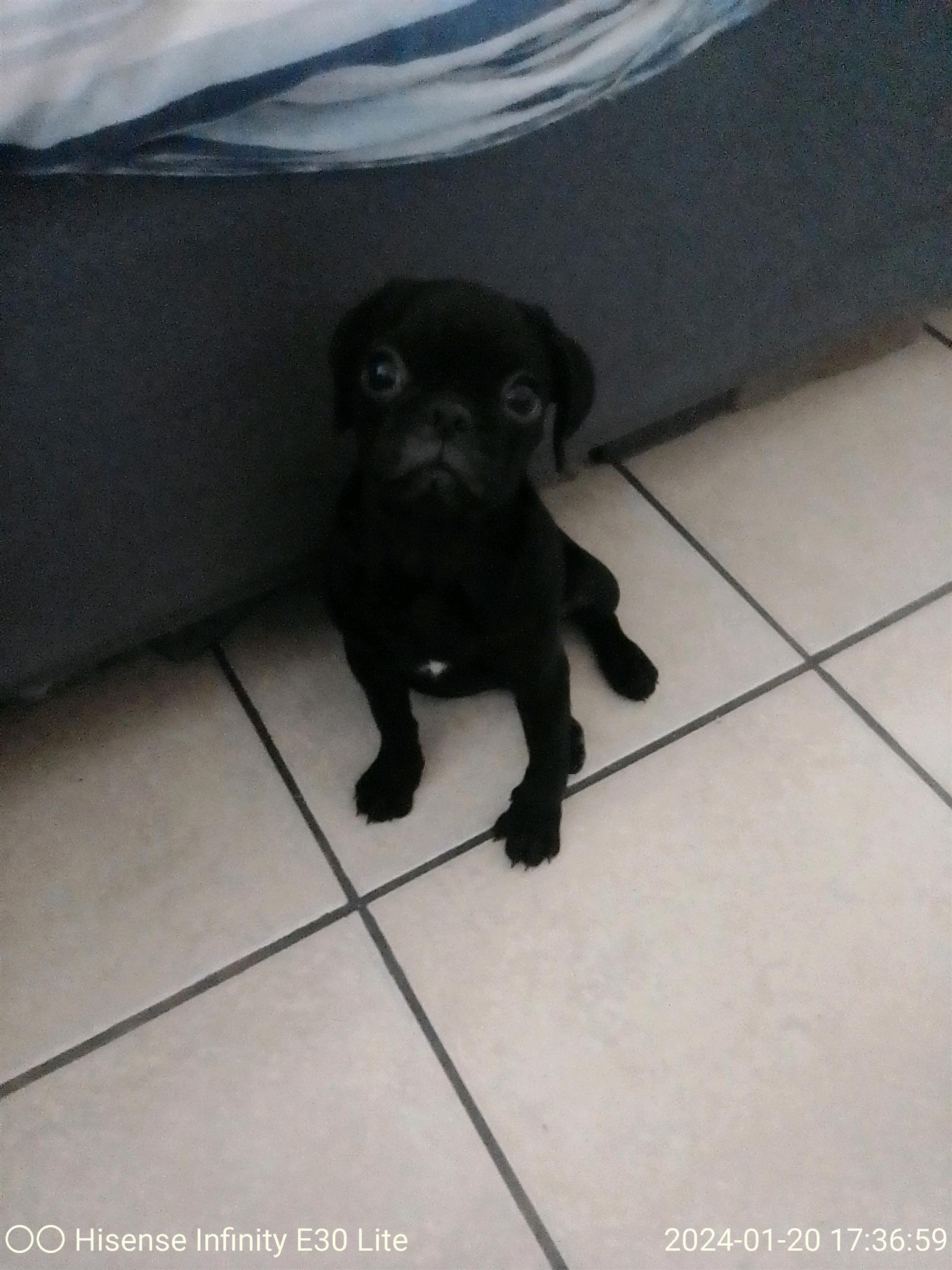 Purebred Pug puppies for sale. 