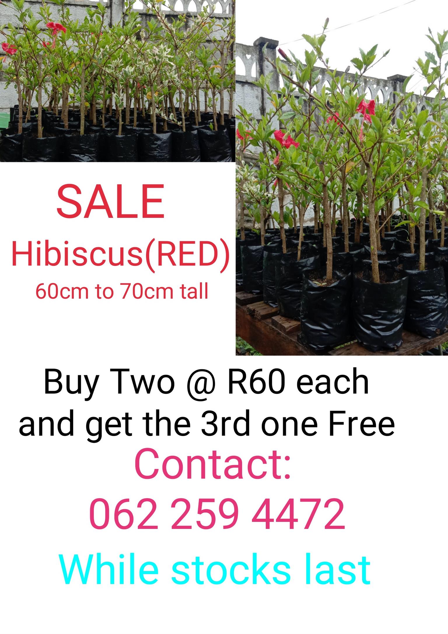 BIG SALE.. Hibiscus Plants.. Buy two and get one free