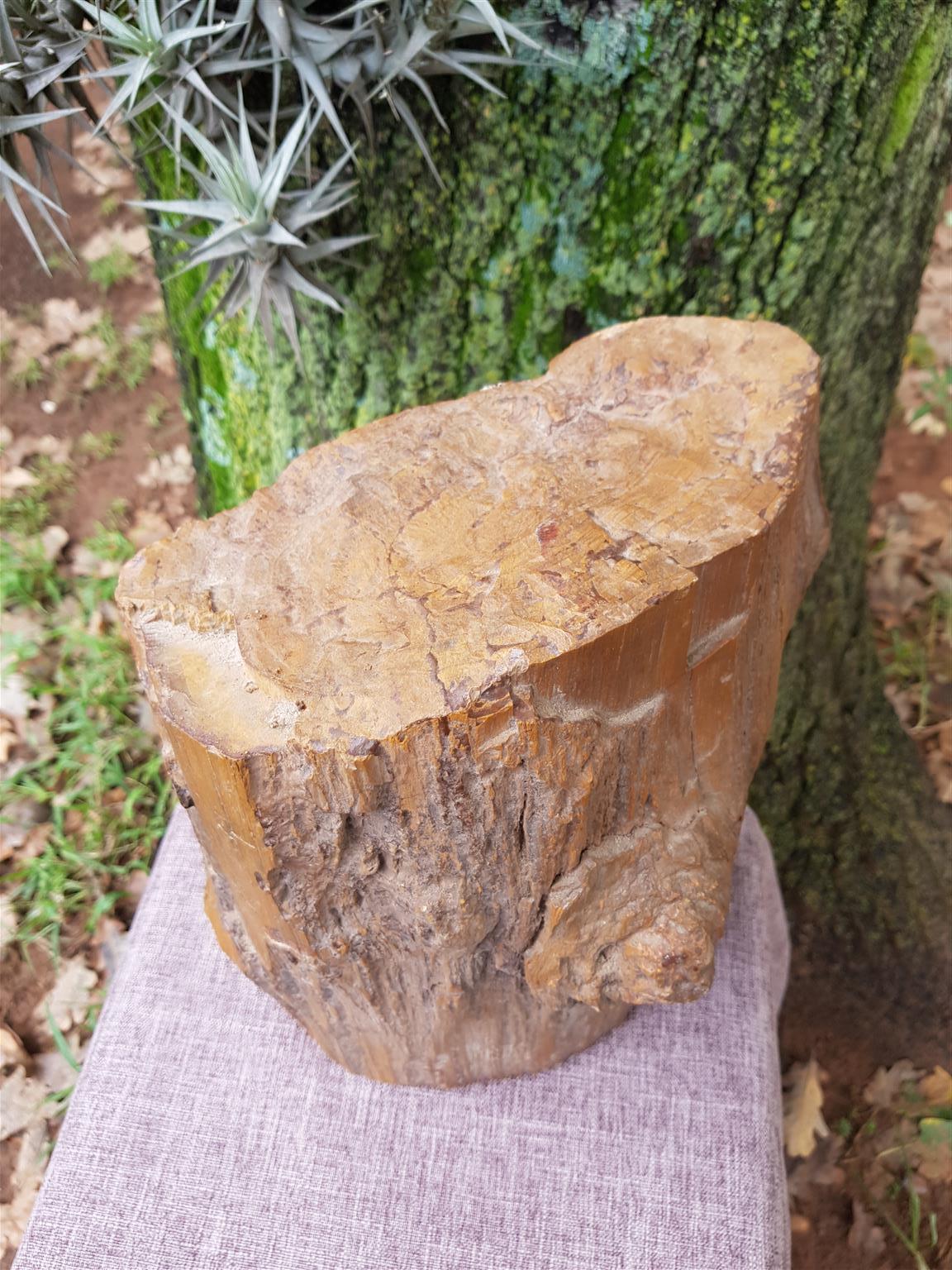 Petrified Wood