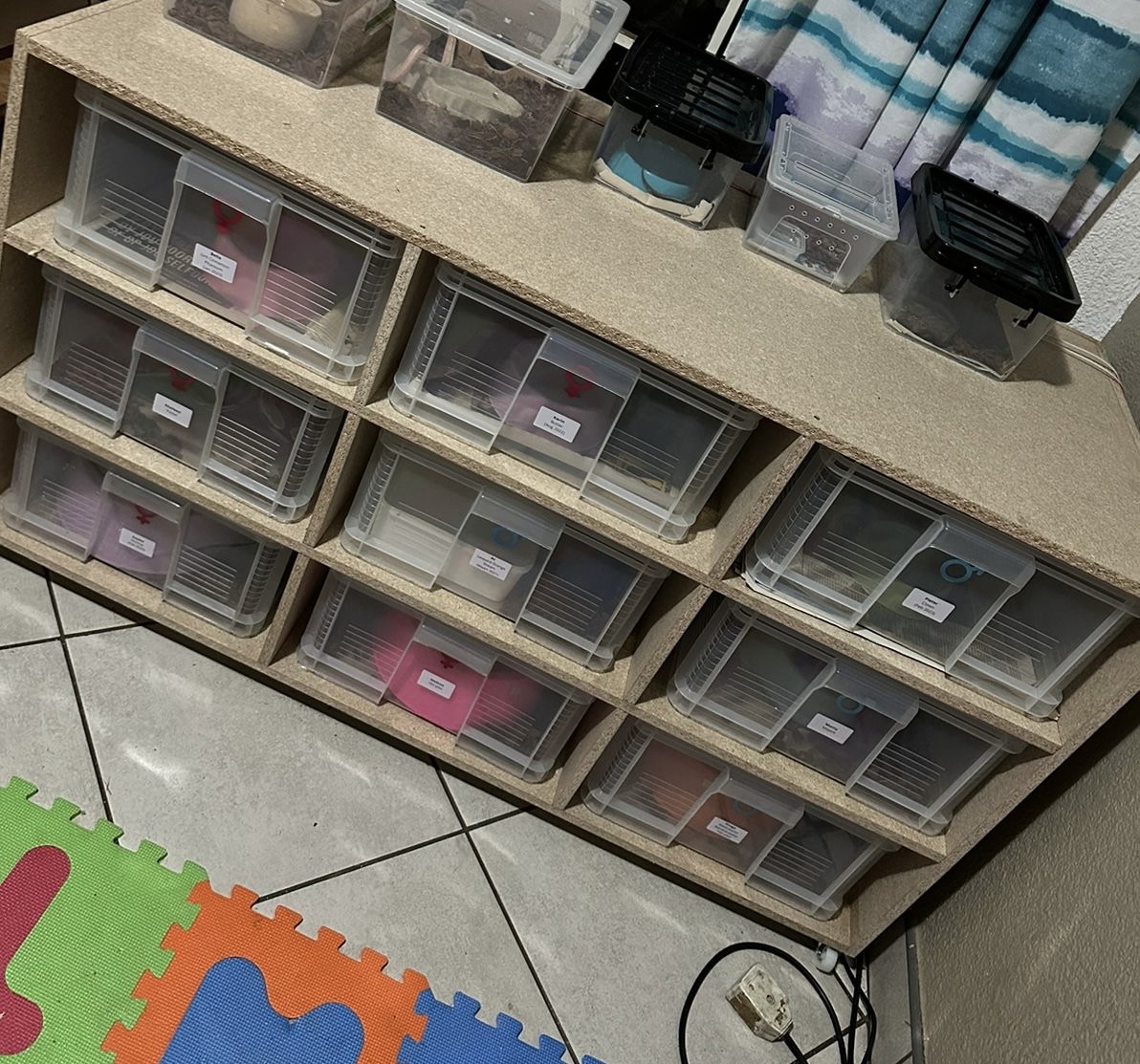 Reptile Rack System Incl 9 Ball Pythons | Junk Mail Marketplace