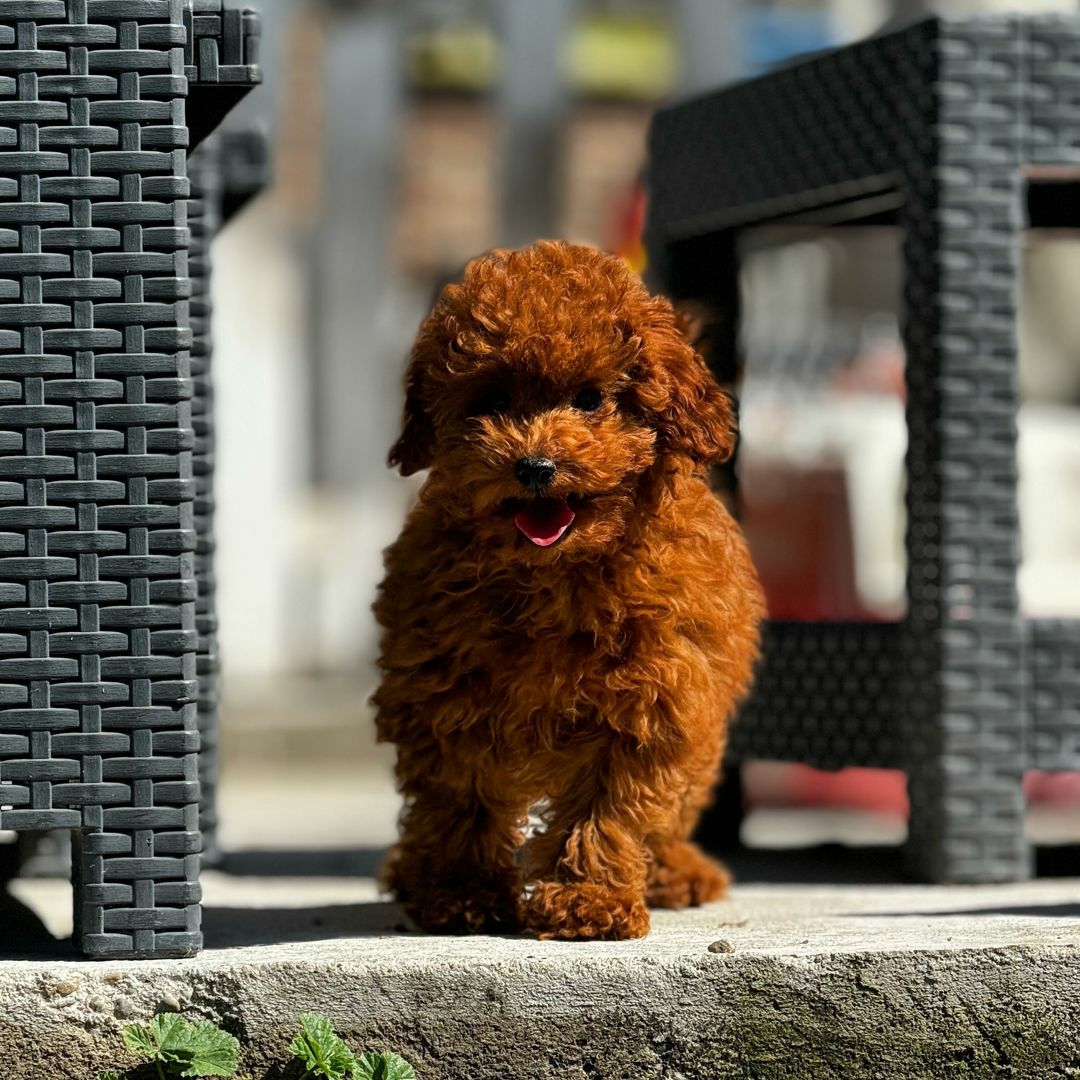 Miniature Poodle Puppy Junk Mail Marketplace