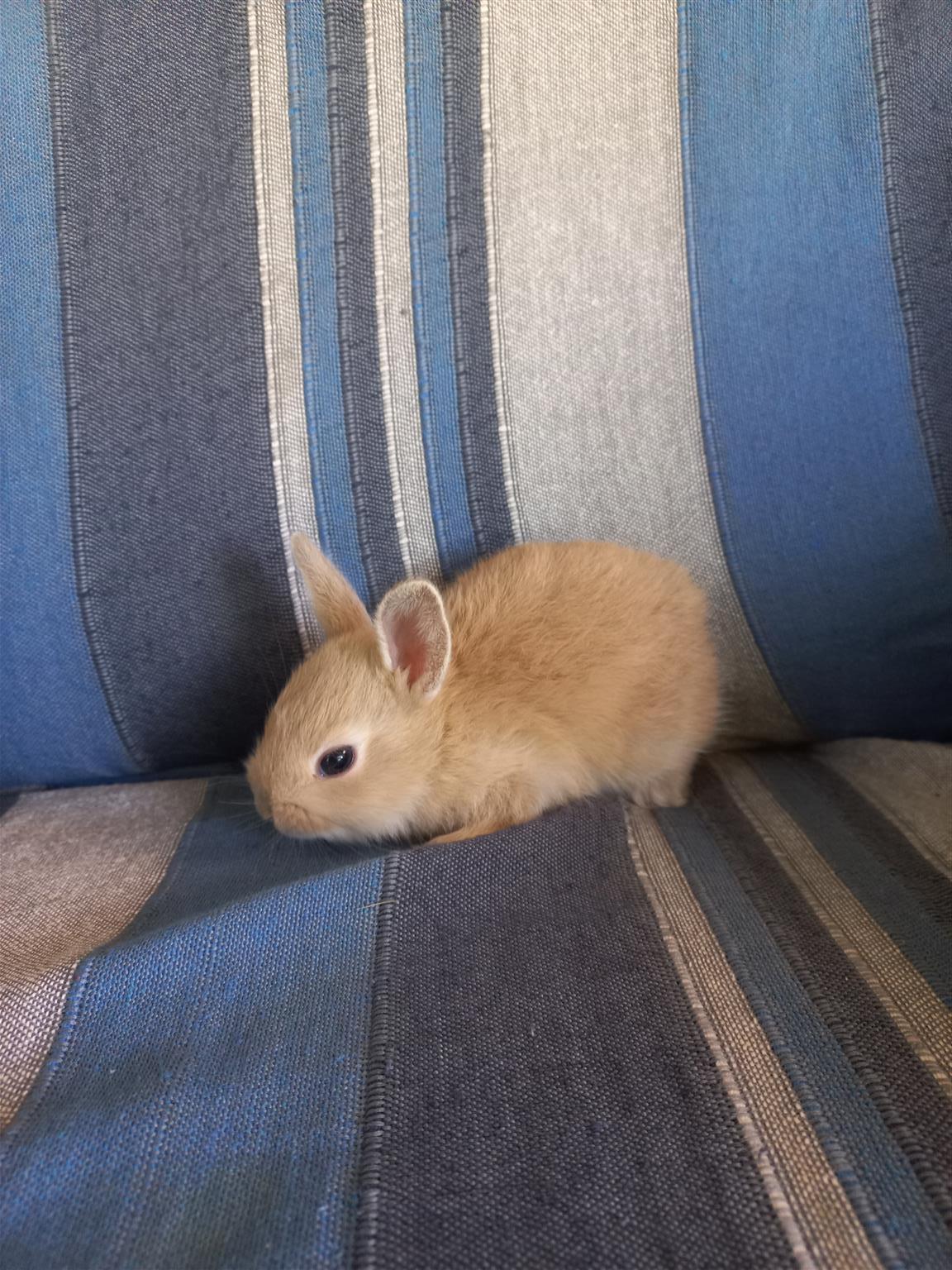 Beautiful dwarf bunnies/rabbits for sale | Junk Mail Marketplace