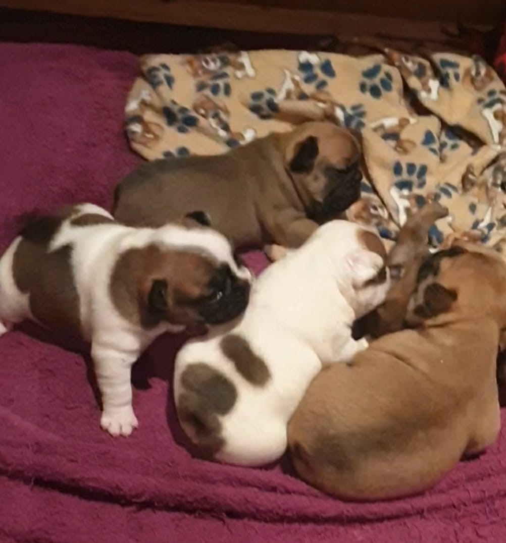 Beautiful Frenchie/ French Bulldog puppies for sale