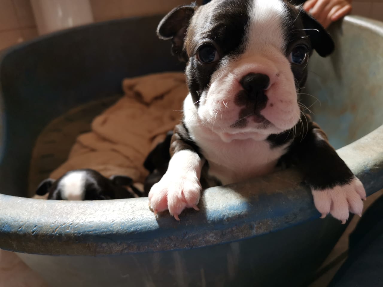 Pure Bred Boston Terrier Puppies