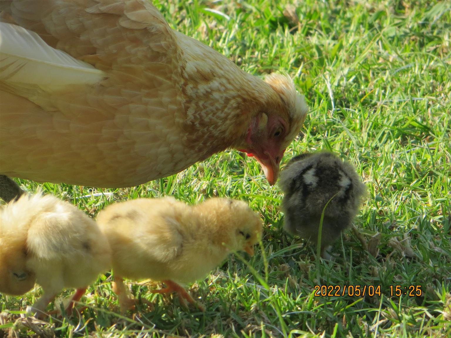 Silkie / Bantam Chickens for sale Junk Mail