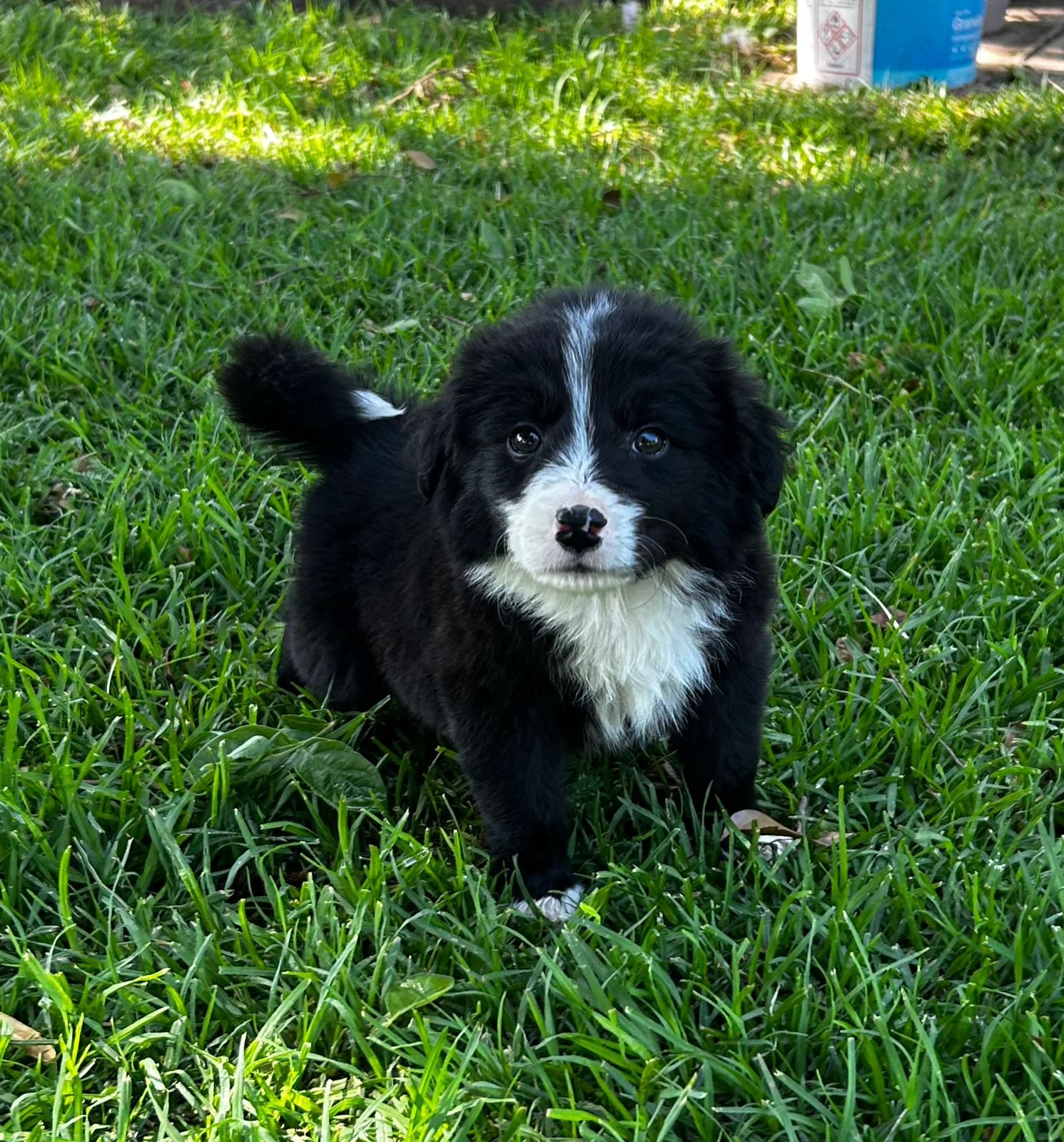 Border Collie Core Border collie puppies | Junk Mail Marketplace