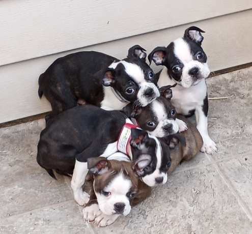 boston terrier puppies for sale junkmail