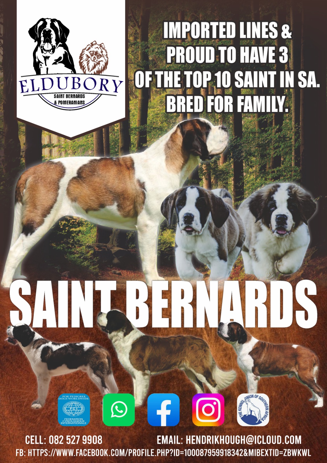 Loving Saint Bernards for sale Junk Mail