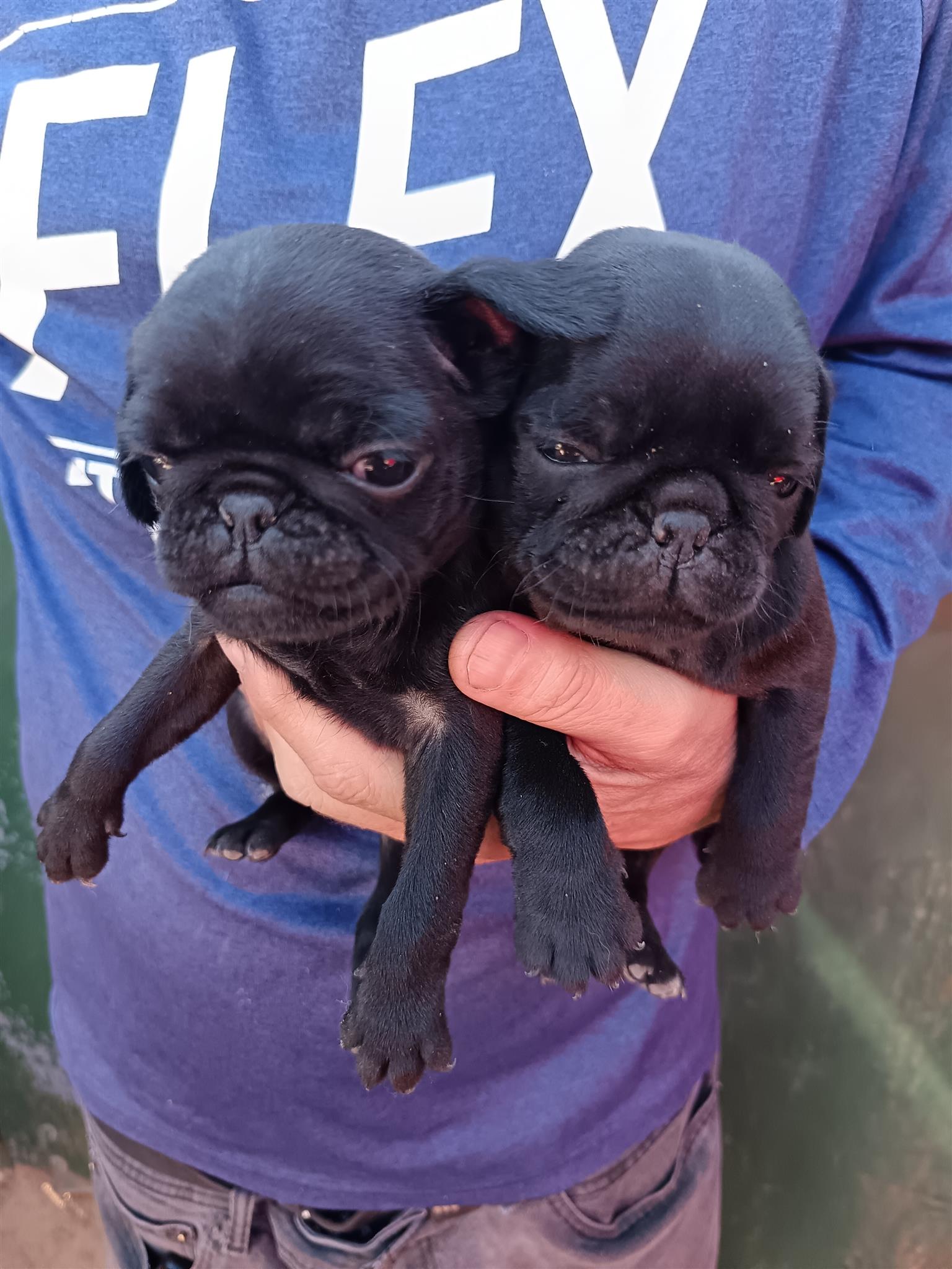 Pug pugs puppies Junk Mail Marketplace