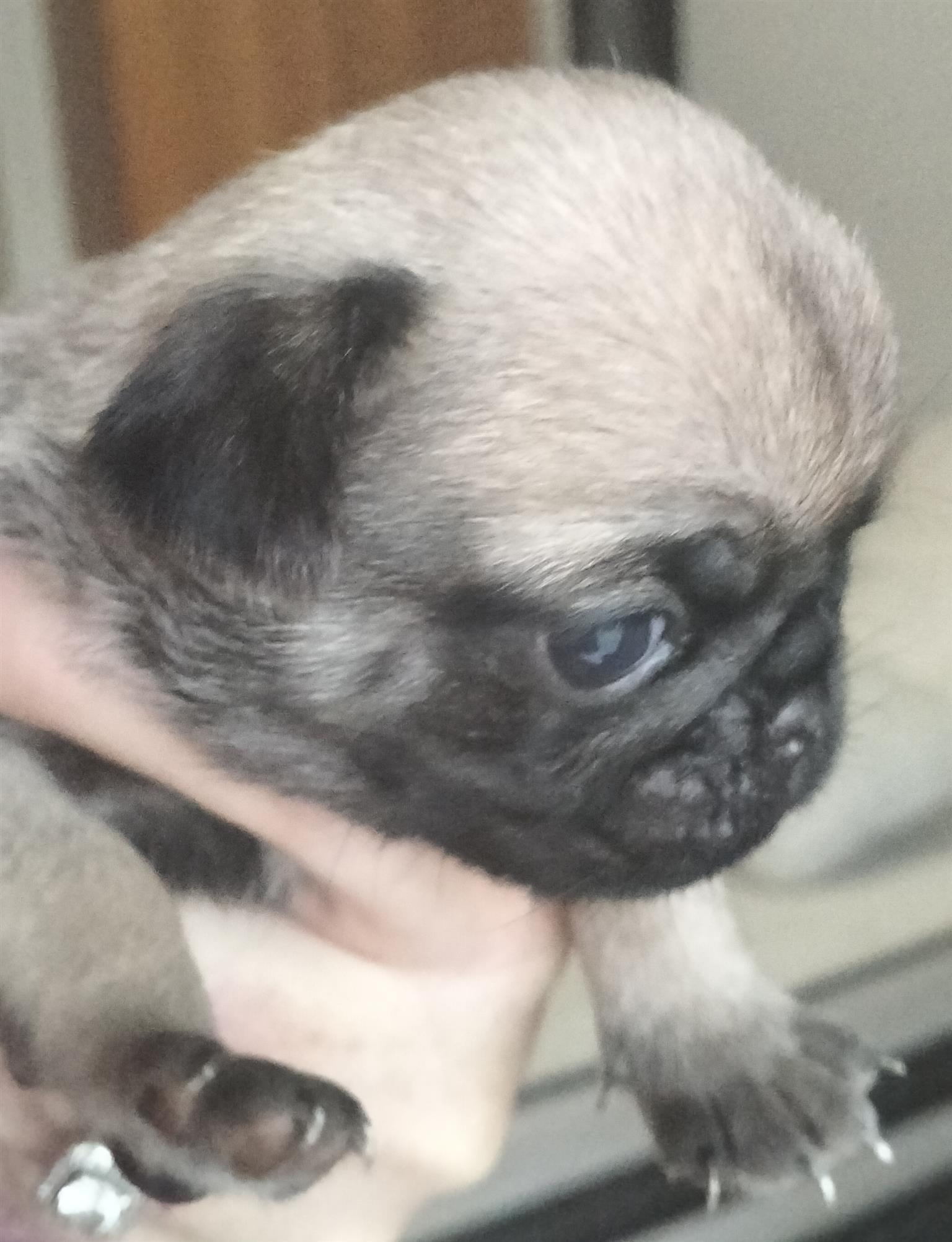 Pug puppies | Junk Mail Marketplace