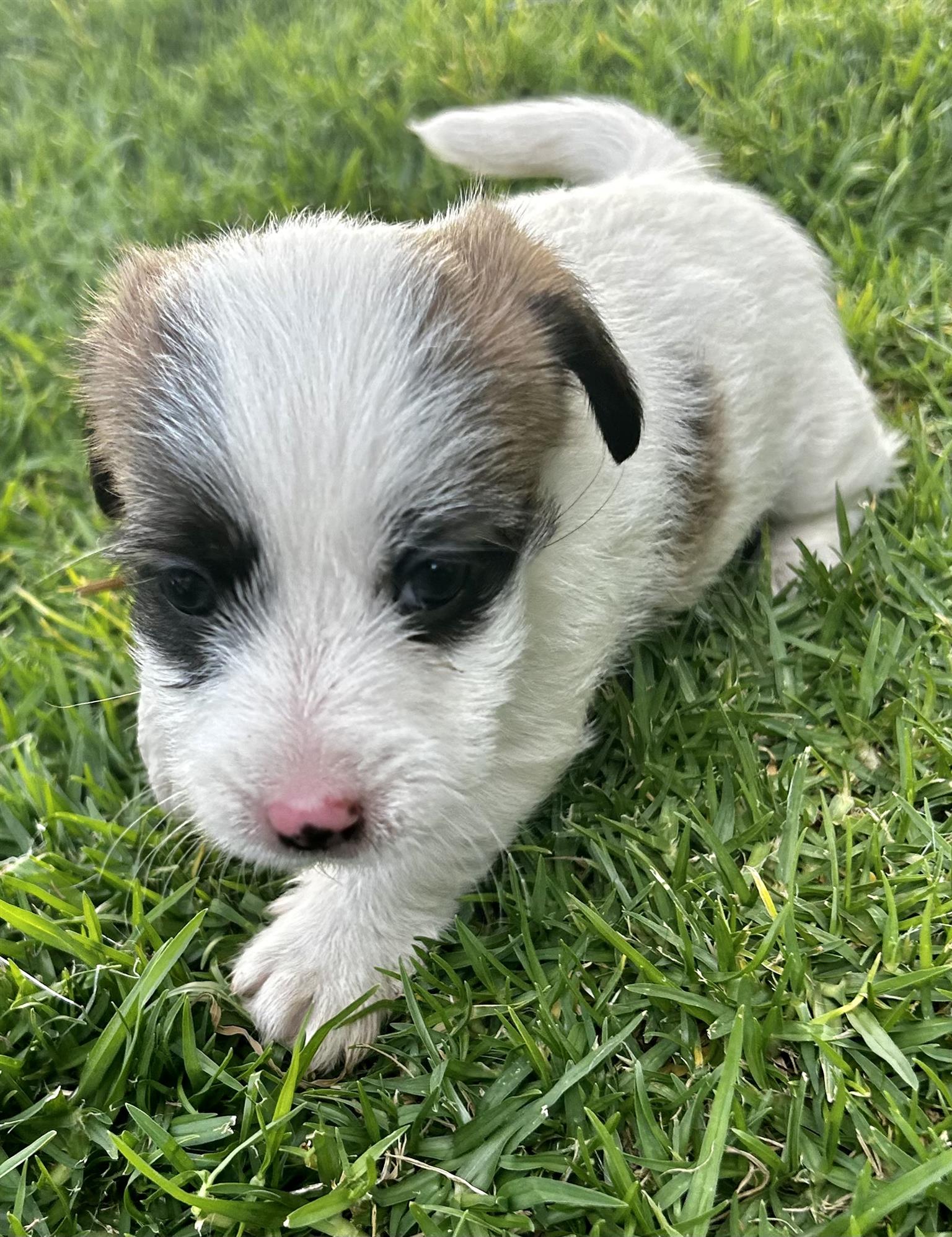Wire hared jack russels