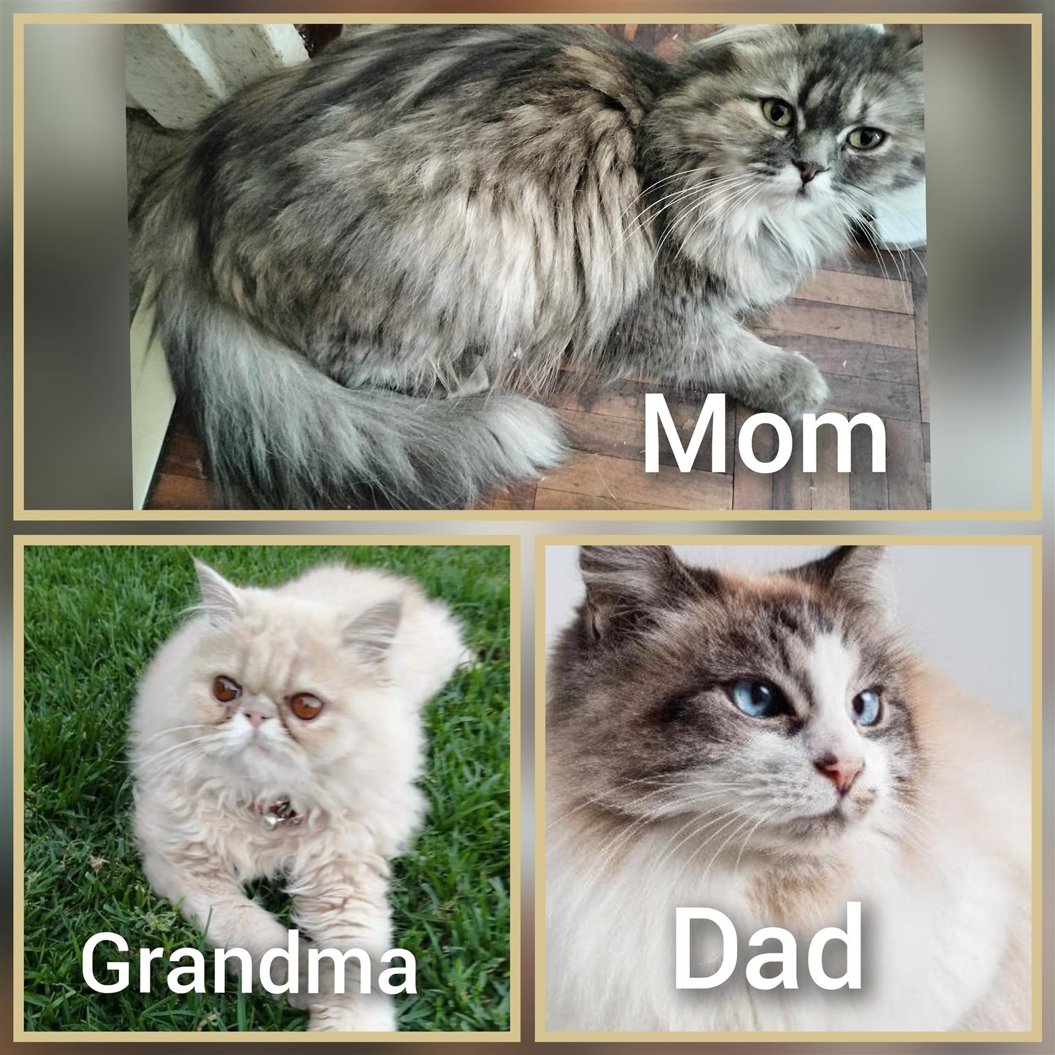 Pergen Ragdoll Persian x Ragdoll kittens | Junk Mail Marketplace