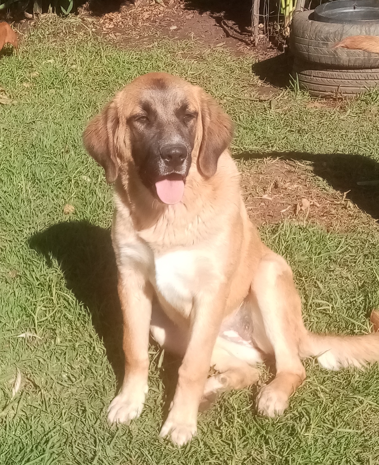 Ridgeback X S. Bernard puppy | Junk Mail Marketplace
