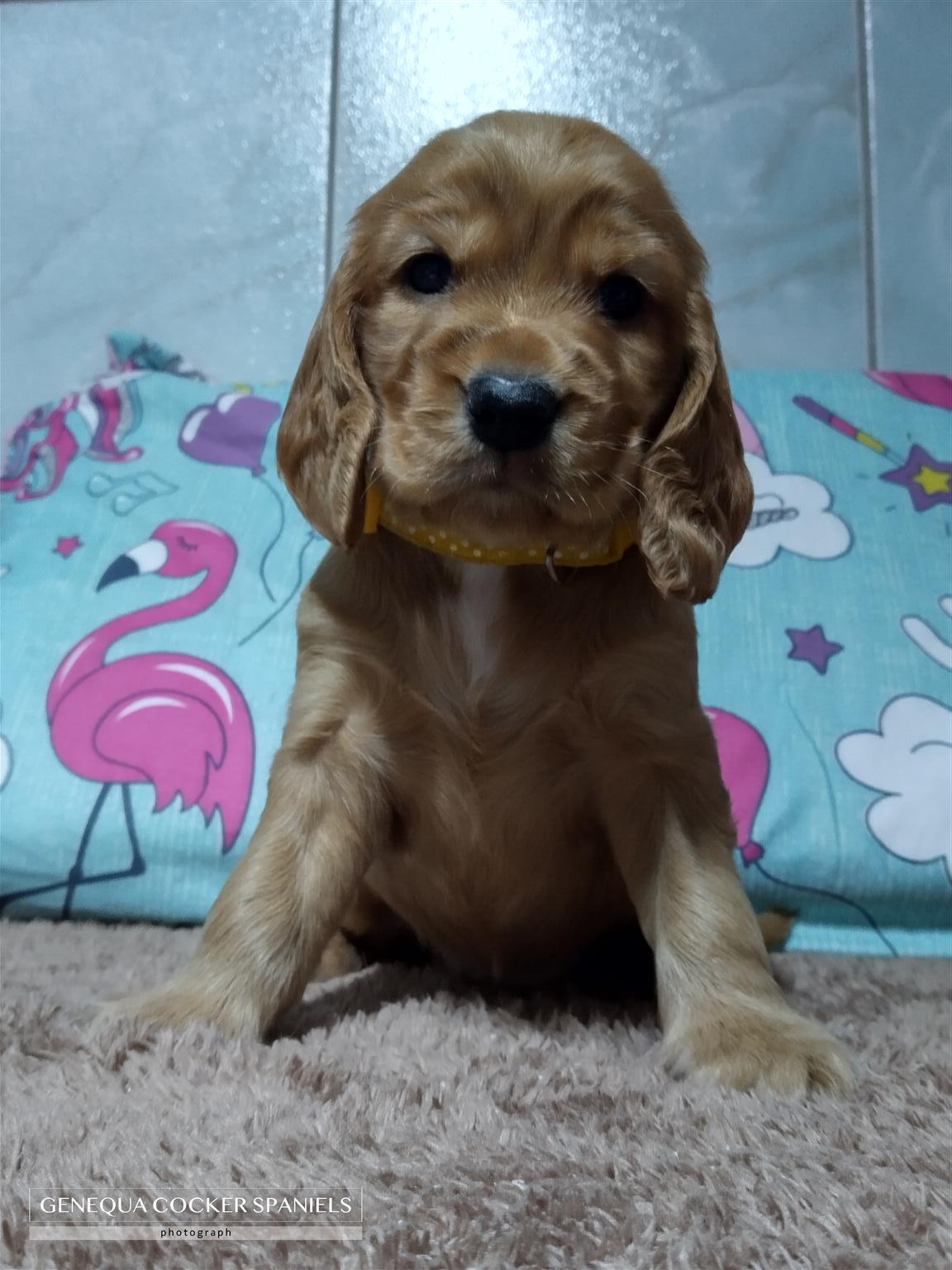 cocker spaniel puppies for sale pedigree