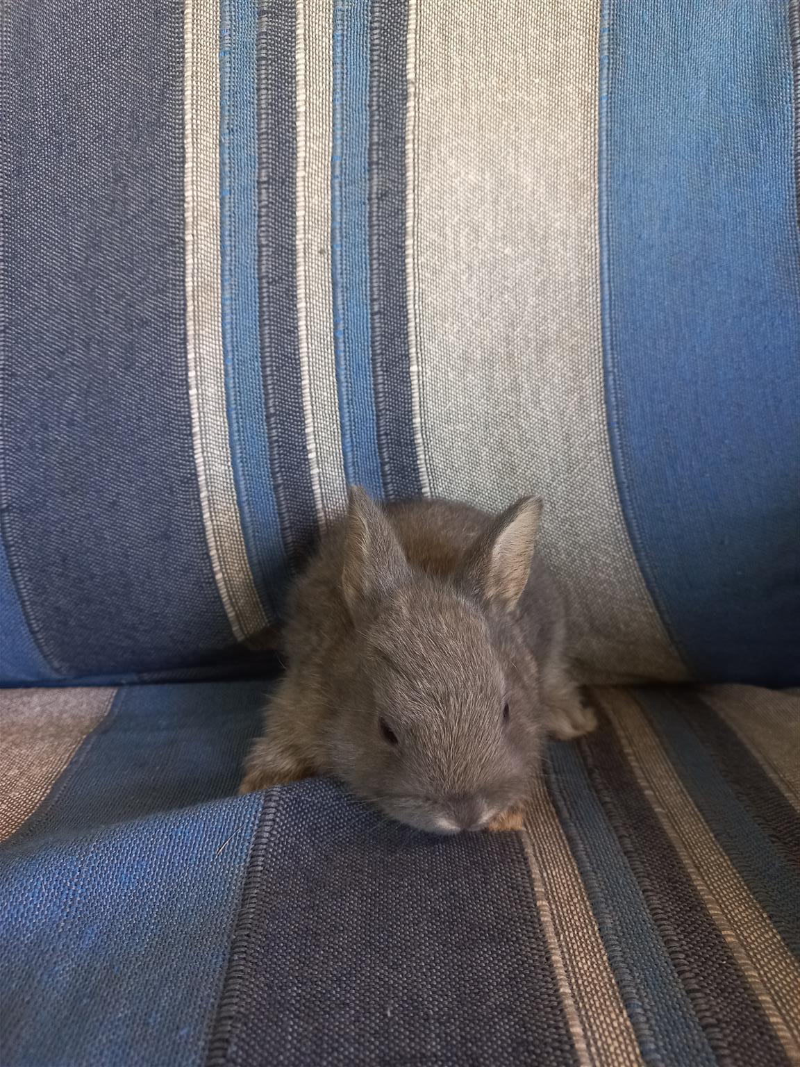 Beautiful dwarf bunnies/rabbits for sale | Junk Mail Marketplace