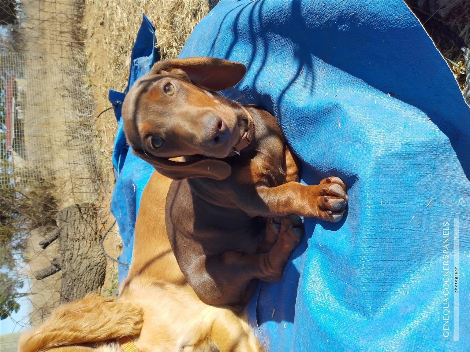 REDUCED PRICE!!! FULLY VACCINATED PEDIGREE MALE MINIATURE CHOCOLATE DACHSHUND