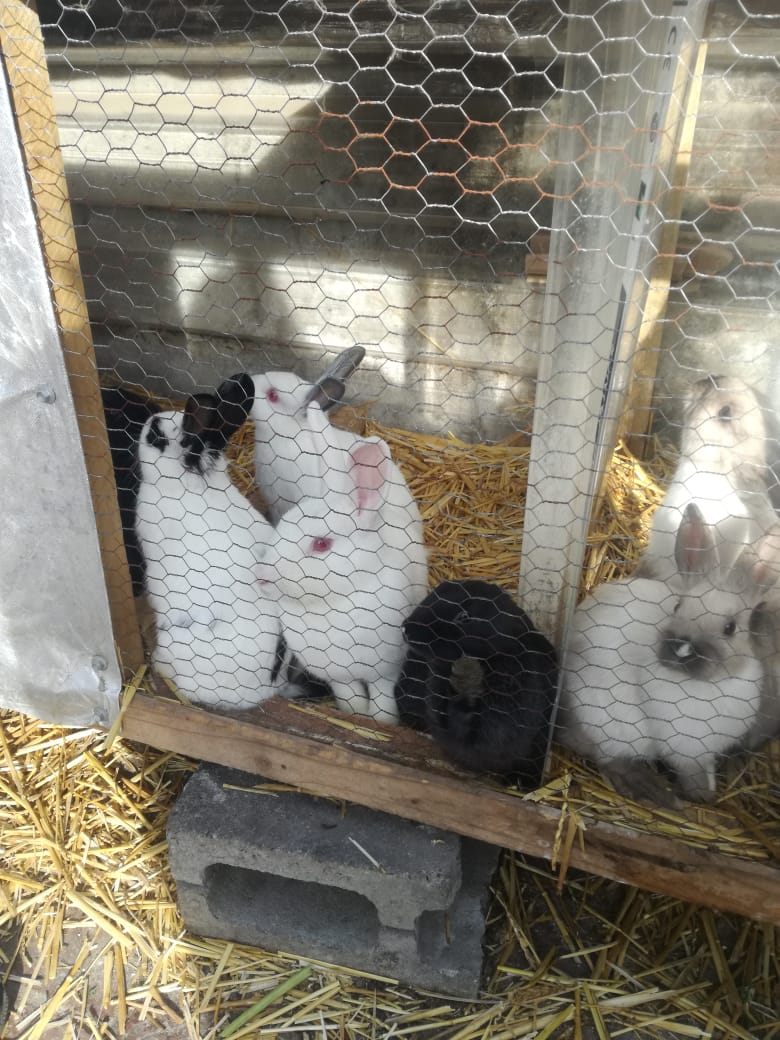 Bunnies for sale