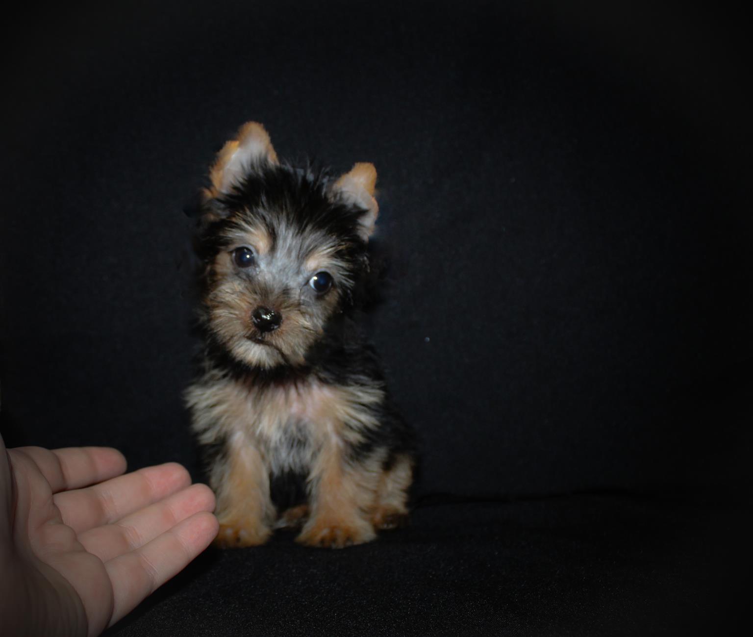 Pocket store size yorkie