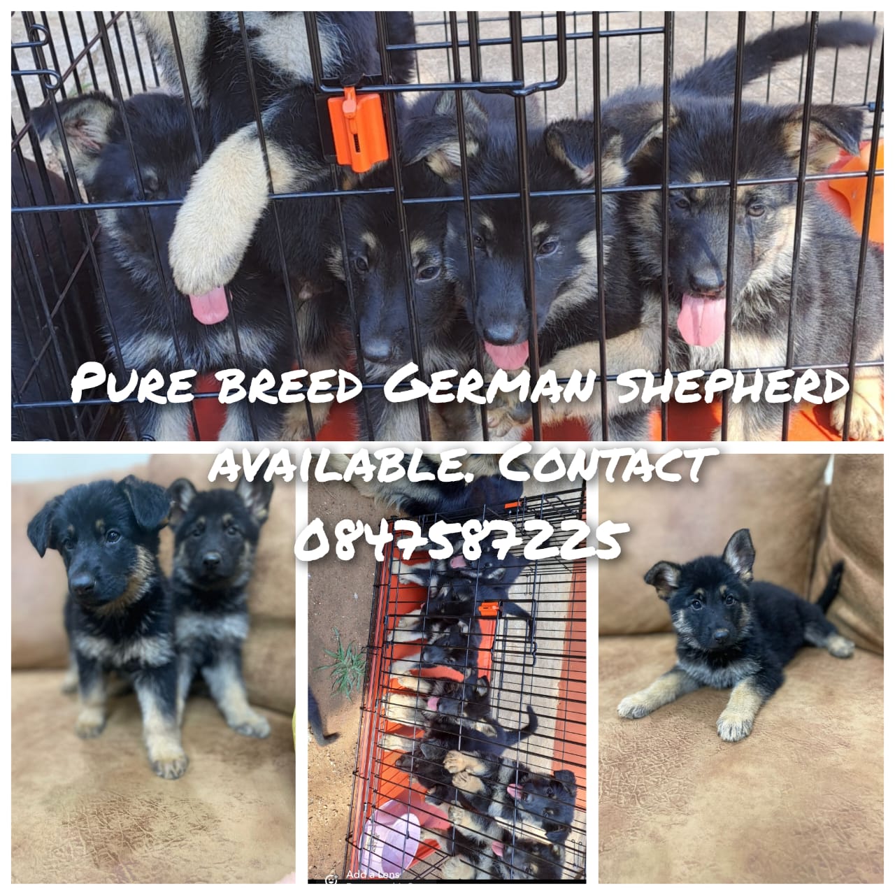 PURE BREED GERMAN SHEPHERD PUPPIES AVAILABLE | Junk Mail Marketplace