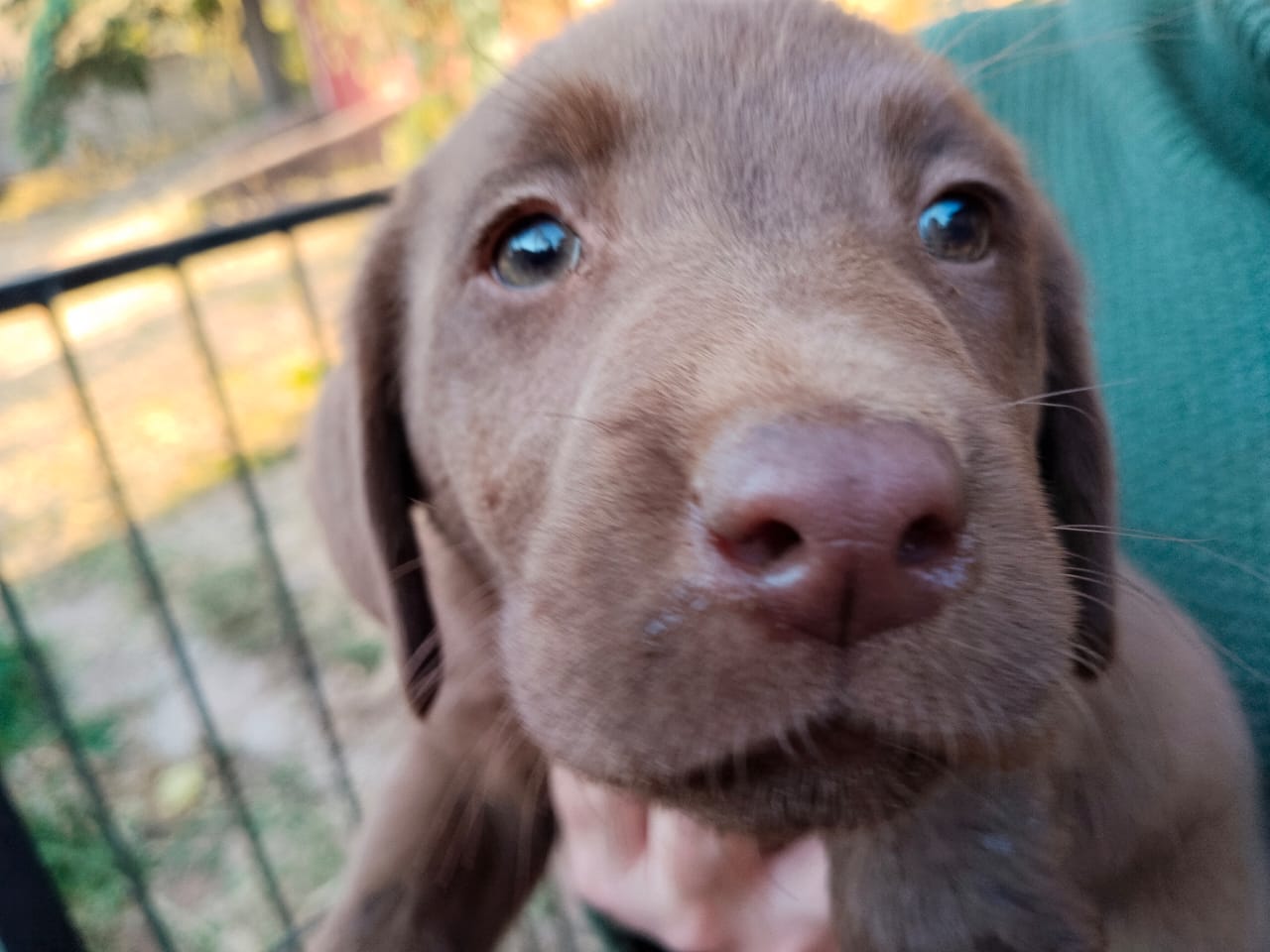 Labrador male puppies | Junk Mail Marketplace
