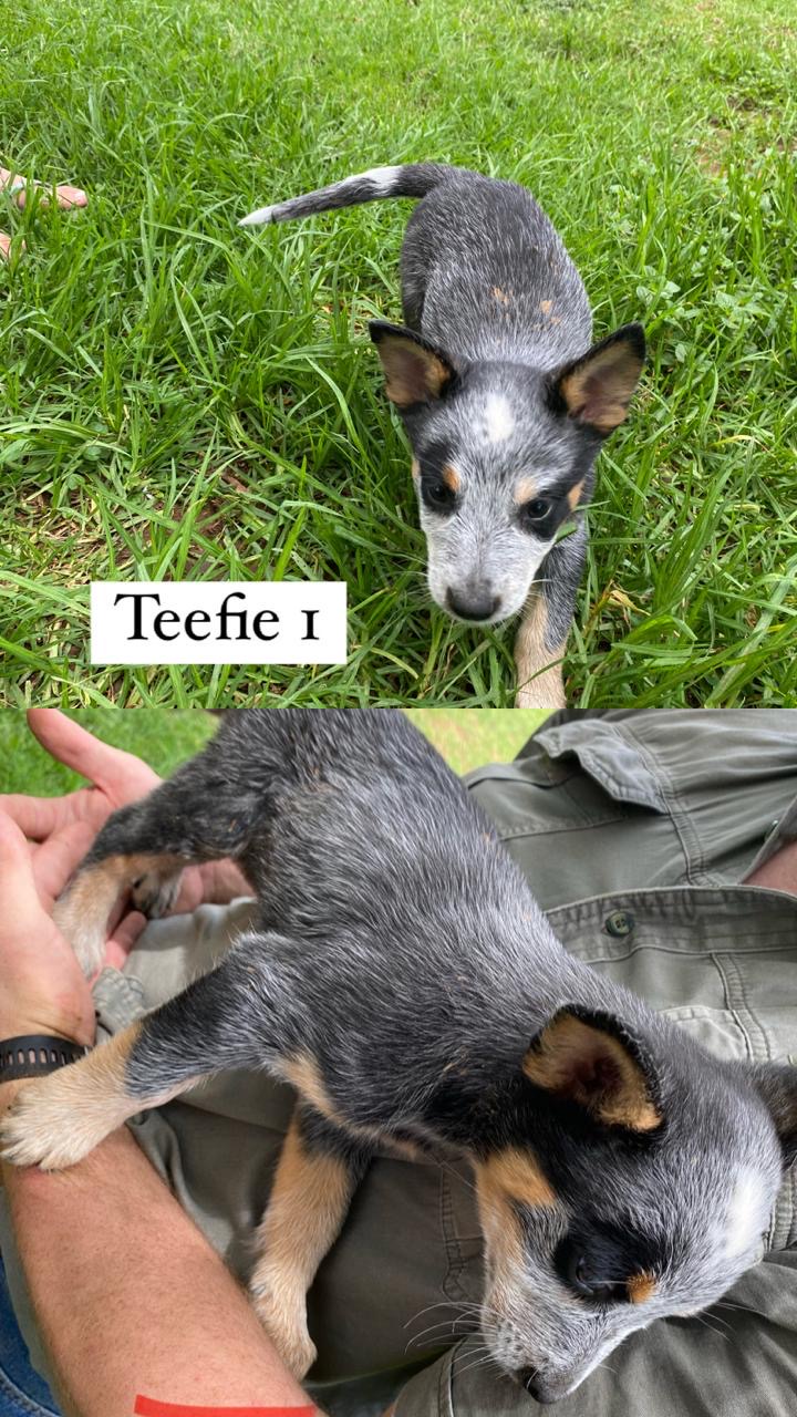 Opregte Australiese Beeshonde/ Blue heelers | Junk Mail Marketplace