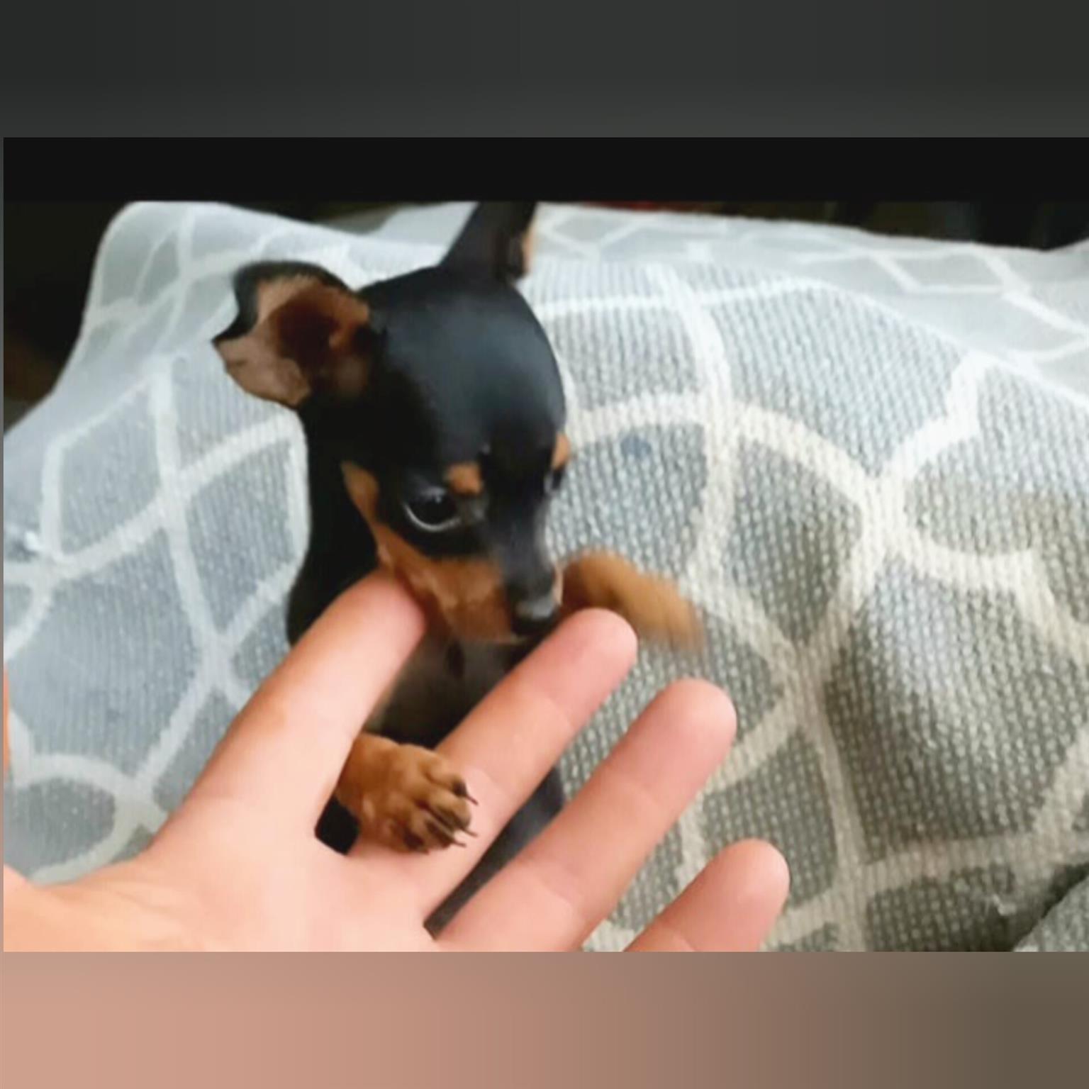 Miniature Pinscher Puppies | Junk Mail