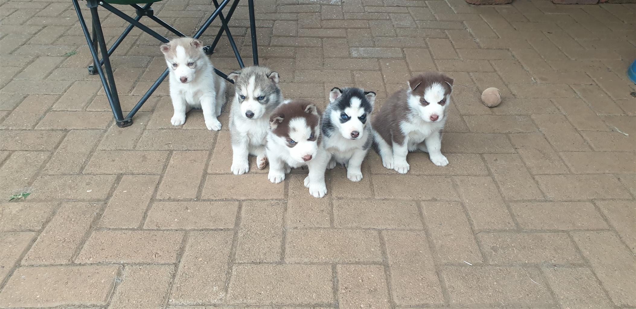 Siberian Husky Pups Junk Mail Siberian Husky Pups Junk Mail