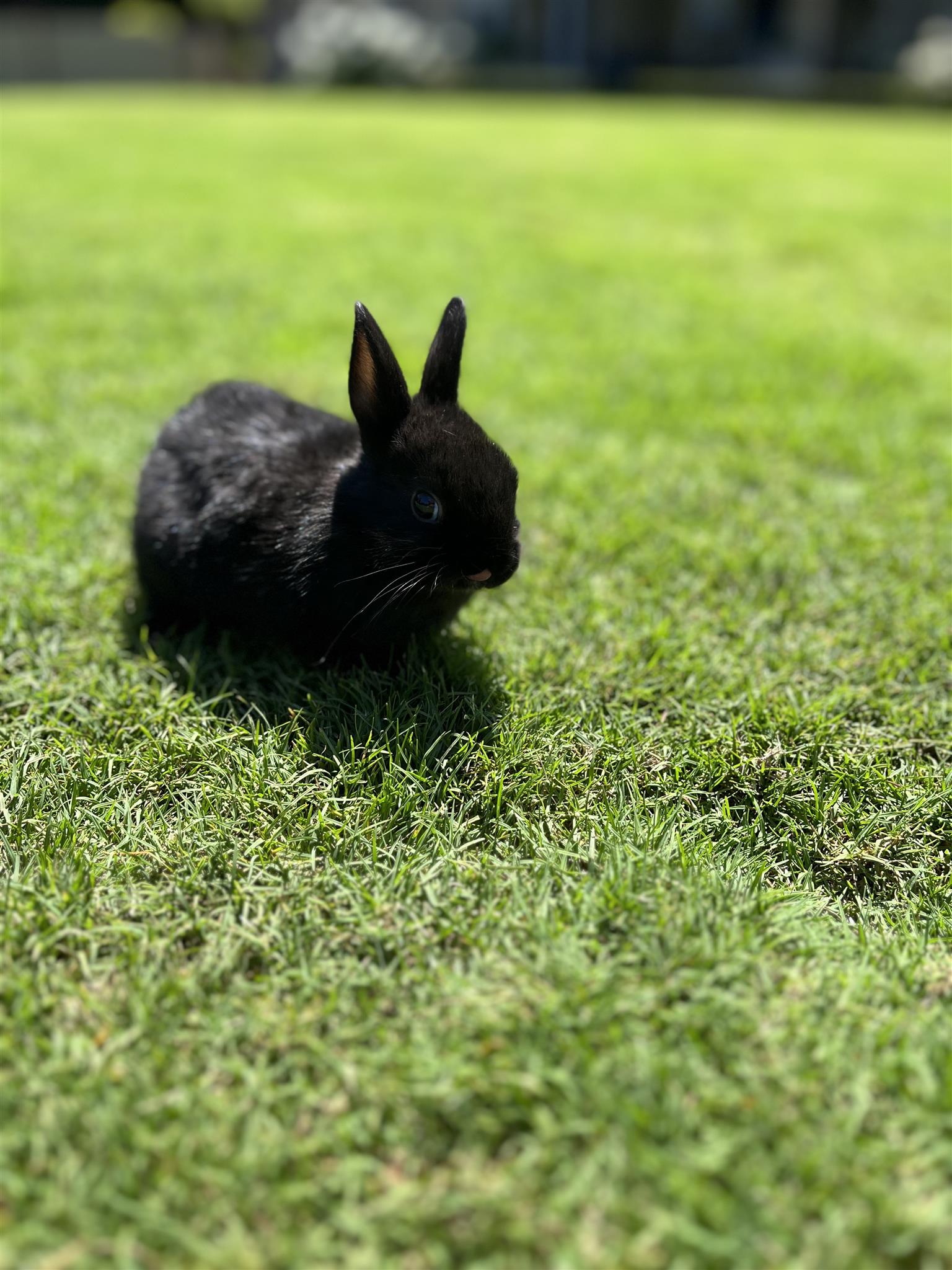 Purebred Netherland Dwarf Rabbits | Junk Mail Marketplace