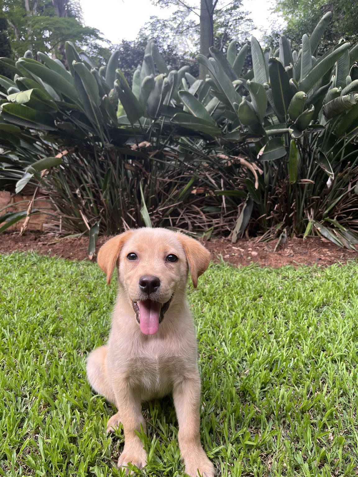 Purebred Labrador puppy | Junk Mail Marketplace