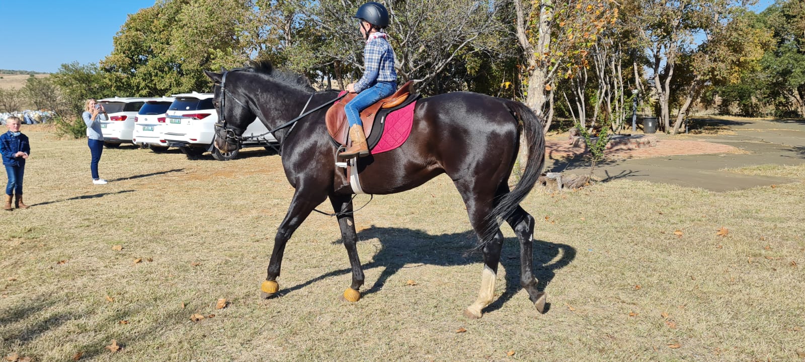 Thoroughbred Gelding for sale (all-rounder)