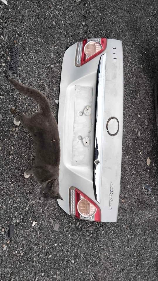 Toyota Corolla quest back boot for sale - Private Seller Toyota Corolla quest back boot for sale - Private Seller